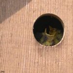 Helaas hebben de vogeltjes het niet overleefd. ( Pimpelmees