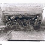 Vleermuis 14