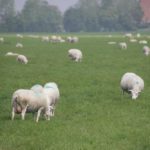 Parodialoop 2019 (228)