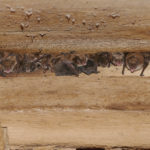 Vleermuizen2019-1